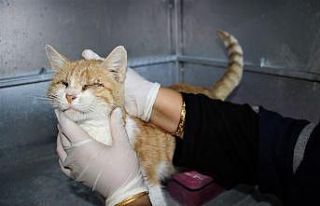 Depremde 2 kedi gözlerini kaybetti, şimdi sıcak...