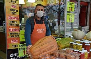 Dev kabaklar ilgi odağı oldu