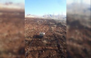 Develi Belediyesinden 5 bin 500 lavanta fidesi ekimi