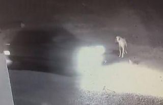 Dikkatsiz sürücü ezdi geçti, yardımına Kangal...