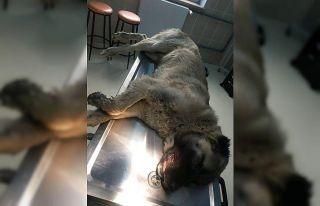 Dili damaklarına bitişik olan kangal köpeklere...