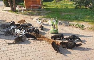 Dilovası Belediyesi sokak hayvanlarını unutmadı