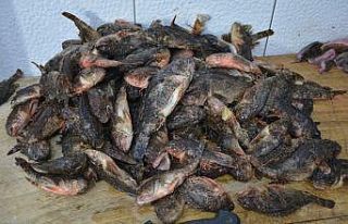 Dışı zehirli içi lezzet deposu