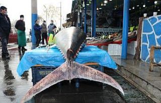 Diyarbakır’da 210 kiloluk orkinos balığını...