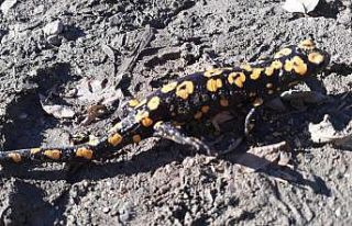 Diyarbakır’da nesli tükenme tehlikesi altında...