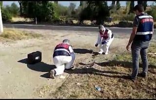 DNA örnekleri bütün foyalarını ortaya çıkardı