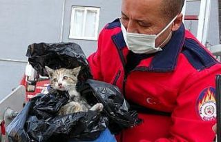 Dokuzuncu katta yavru kedi operasyonu