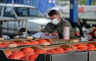 Domates ihracatı yasağı yeniden gözden geçirilsin