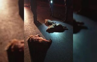 Domuz sürüsüne kamyon çarptı: 11 domuz telef...