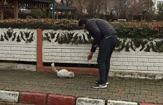 Dumlupınar’da sokak hayvanları belediye tarafından...