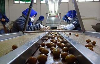 Edremit körfezinde yeşil çizik zeytin üretimi...