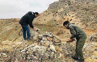 Ekipler, avcıların tuzaklarını bozuyor