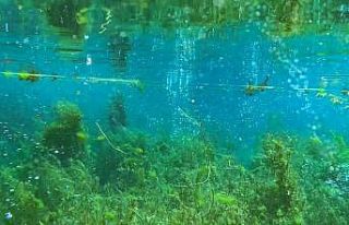 Elbistan’ın "deniz ormanları" ekonomiye...