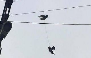 Elektrik tellerine takılan güvercinler kurtarıldı