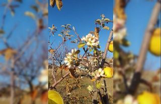 Elma ağacı kış ortasında çiçek açtı
