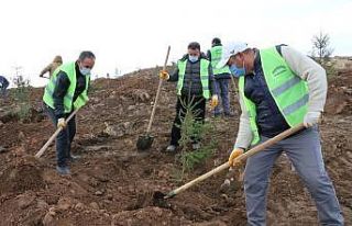 Erciş Belediyesi orman çalışmalarını sürdürüyor