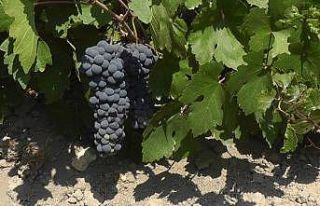 Erciş üzümü tescillendi