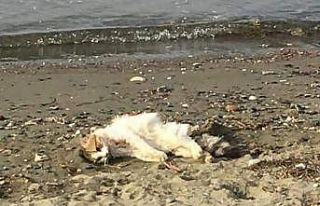 Erdek’te kedileri bir köpeğin öldürdüğü iddia...