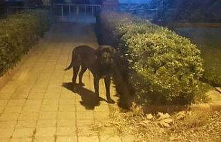Erdek’te kedileri öldüren köpek barınakta