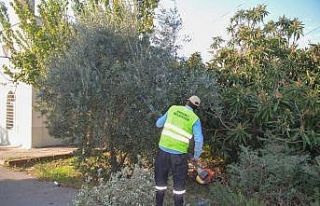 Erdemli’de yeşil alanlarda bakım çalışması...