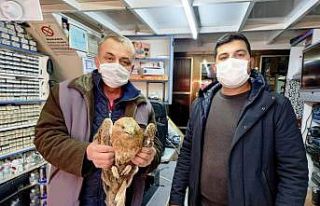 Ereğli’de yaralı şahin tedavi altına alındı