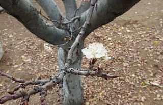 Erik ağacı, Aralık ayında çiçek açtı