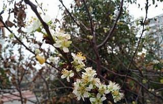 Erik ağacı mevsimi şaşırdı