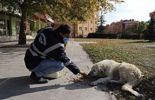 Erzincan’da sokak hayvanlarına yem bırakıldı