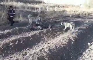 Eşeğe eziyet eden adam yakalandı