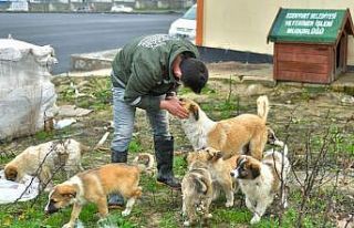 Esenyurt Belediyesi hayvan dostlarını unutmuyor