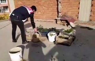 Evinde fidelendirdiği kenevirlerle yakalanan şahıs...