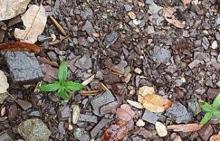 Evinin bahçesinde kenevir yetiştirmiş