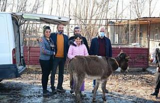 Eziyet edilen eşek, İzmir’e gönderildi
