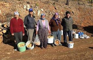 Fakirin eti çıntar için ormana akım başladı