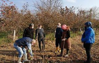 Fındık budama eğitimleri devam ediyor