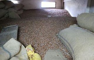 Fındıkta son durum ümit vermiyor