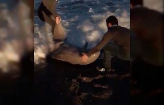 Fırtınada karaya vuran yunusu vatandaşlar kurtardı