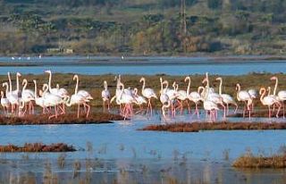 Flamingolar tuzla sulak alanına akın etti