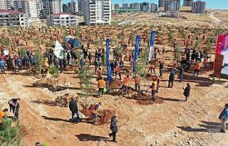 Gaziantep kent merkezinde 3 bin 83 büyük ağaç...