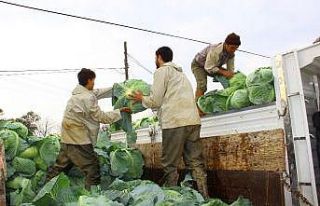 Geçen yıl para etmeyen lahanaya bu yıl değer biçilemiyor