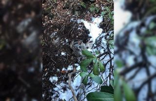 Giresun’da bölücü terör örgütüne ait erzak...