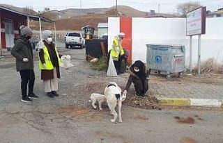 Gönüllü öğretmenler sokak hayvanlarına mama...