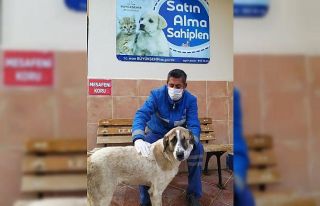 Görme engelli köpek, sıcak yuvasına kavuştu