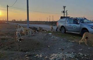 Hafta sonu yasağında sokak hayvanları unutulmadı