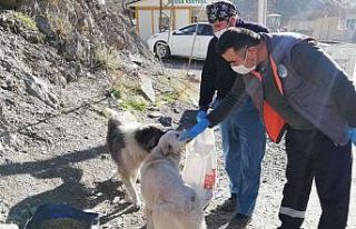 Hakkari’de sokağa çıkma kısıtlamasında can...