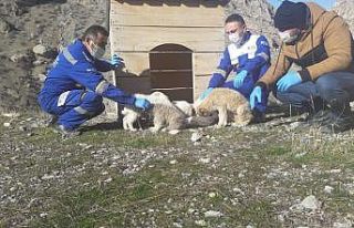 Hakkari’de sokağa çıkma kısıtlamasında hayvanları...