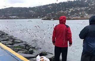 Haliç’te martı ve kazların yemek yeme sırası...