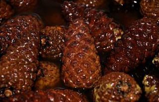 Hastalıklardan çam kozalağı şurubuyla korunuyorlar