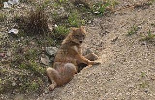 Hatay’da yol kenarında yaralı tilki bulundu