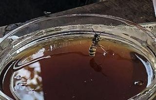 Hatay’ın şifa kaynağı: "Püren balı"